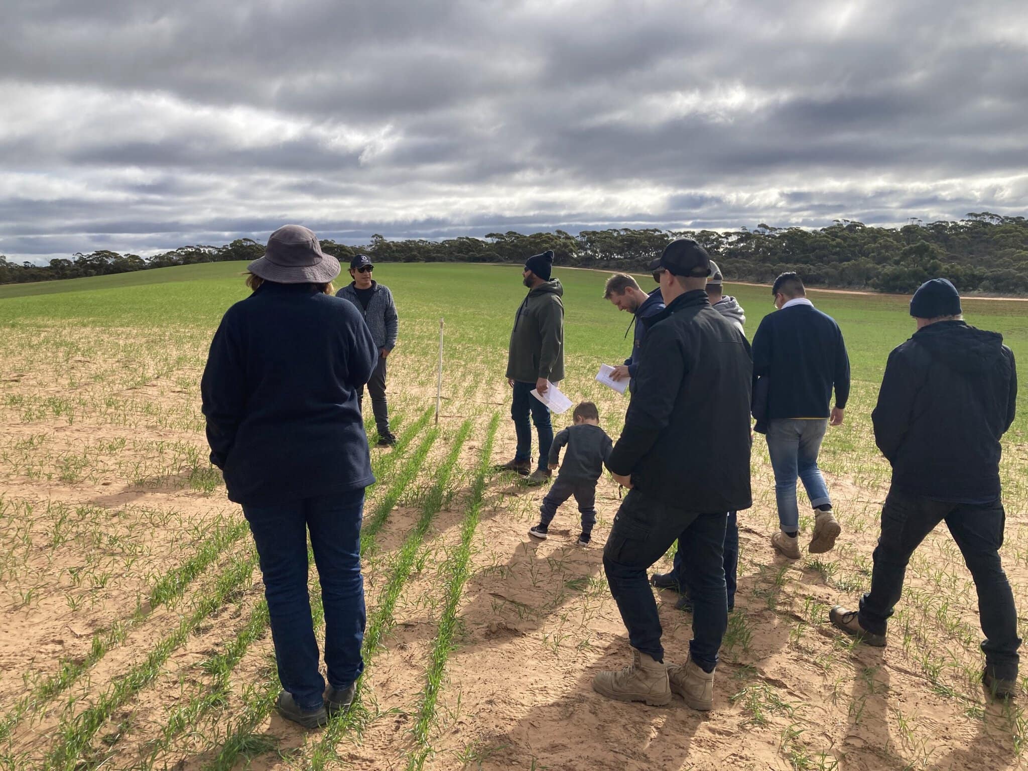 Crop inspection at the 2023 seed priming field site. 