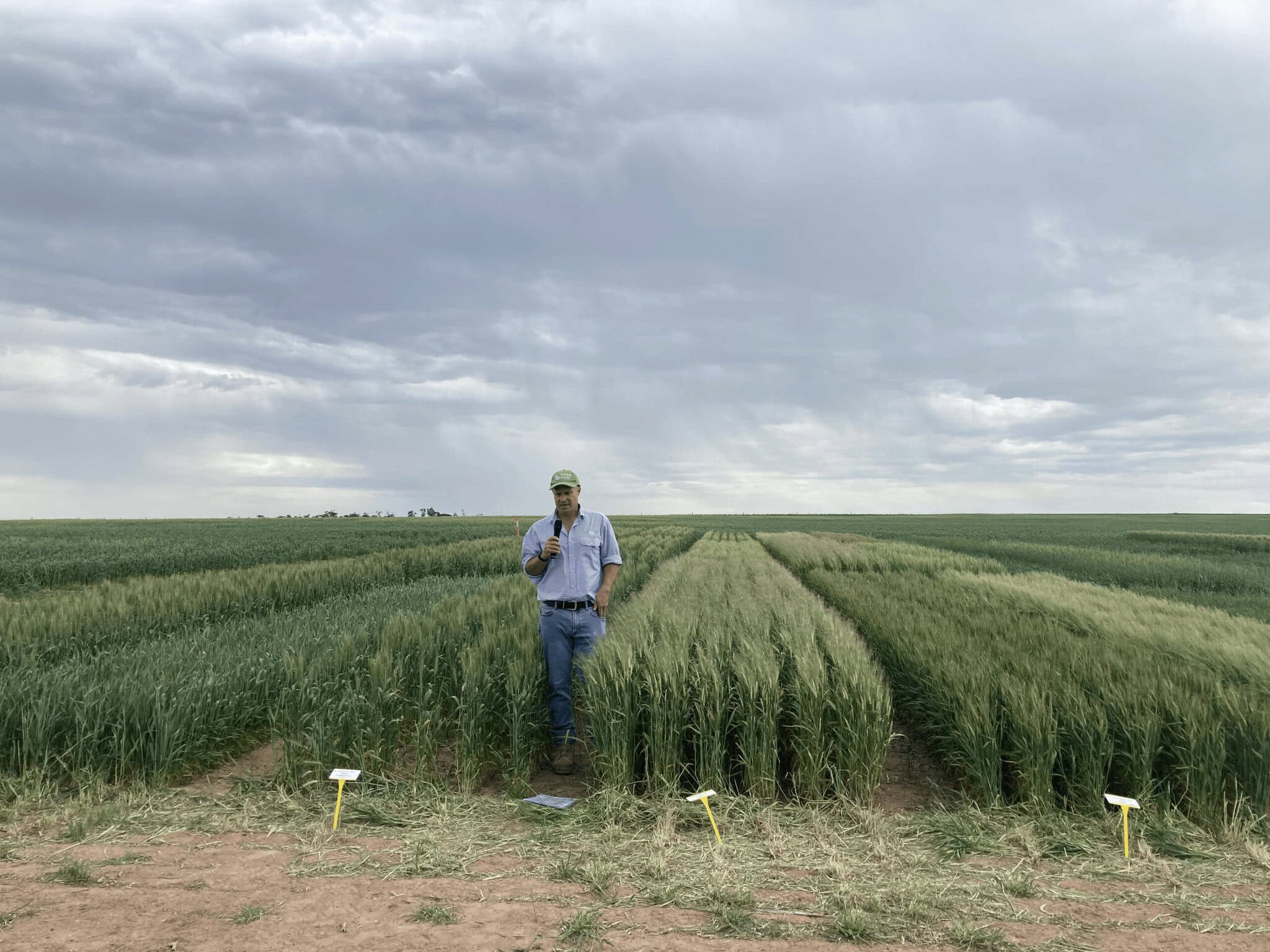 Above: Andrew Ware (EPAG Research) presenting at the Hyper-Yielding site at Lock on 5 September 2024.
