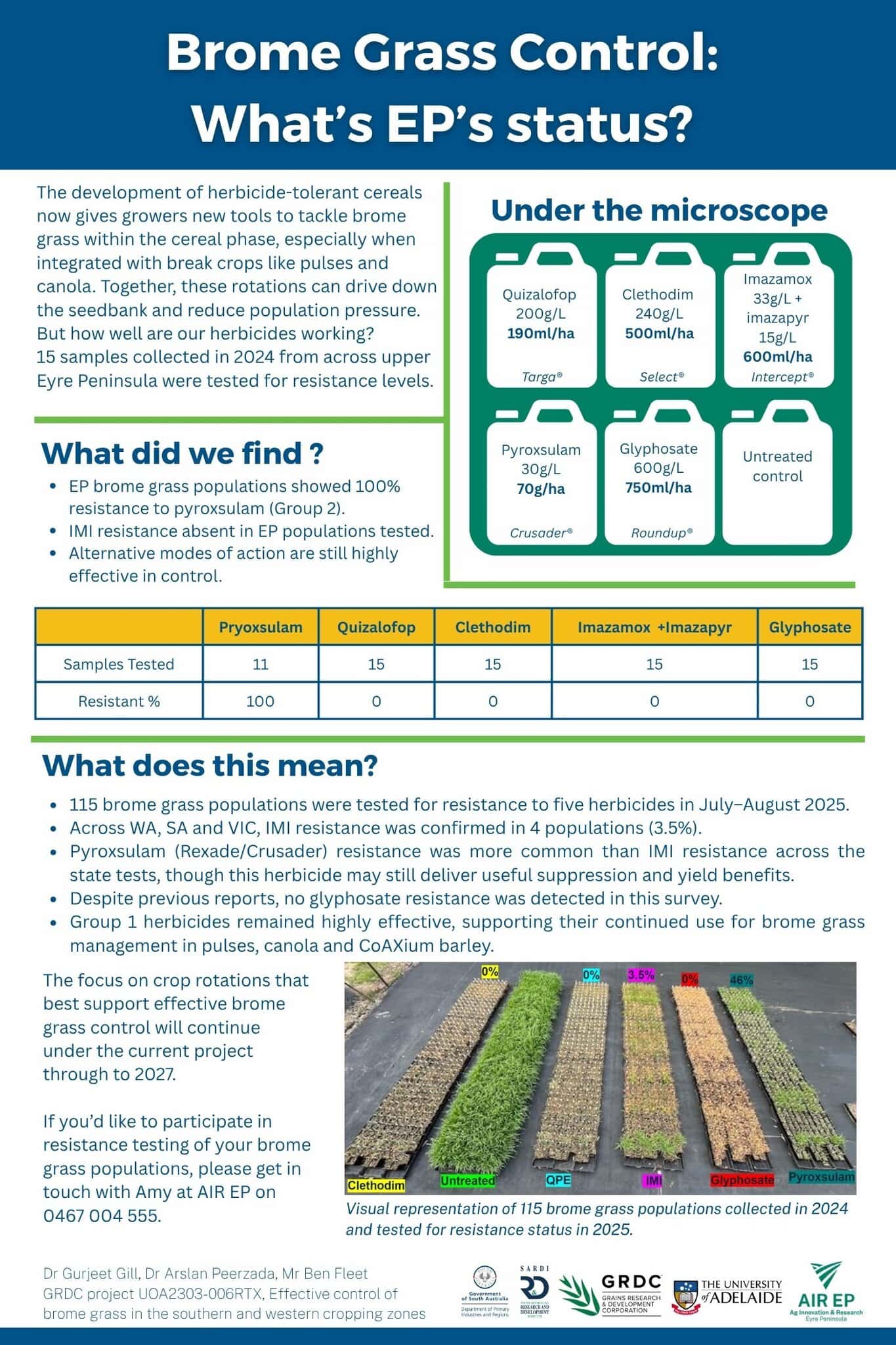 Brome Grass Infograph